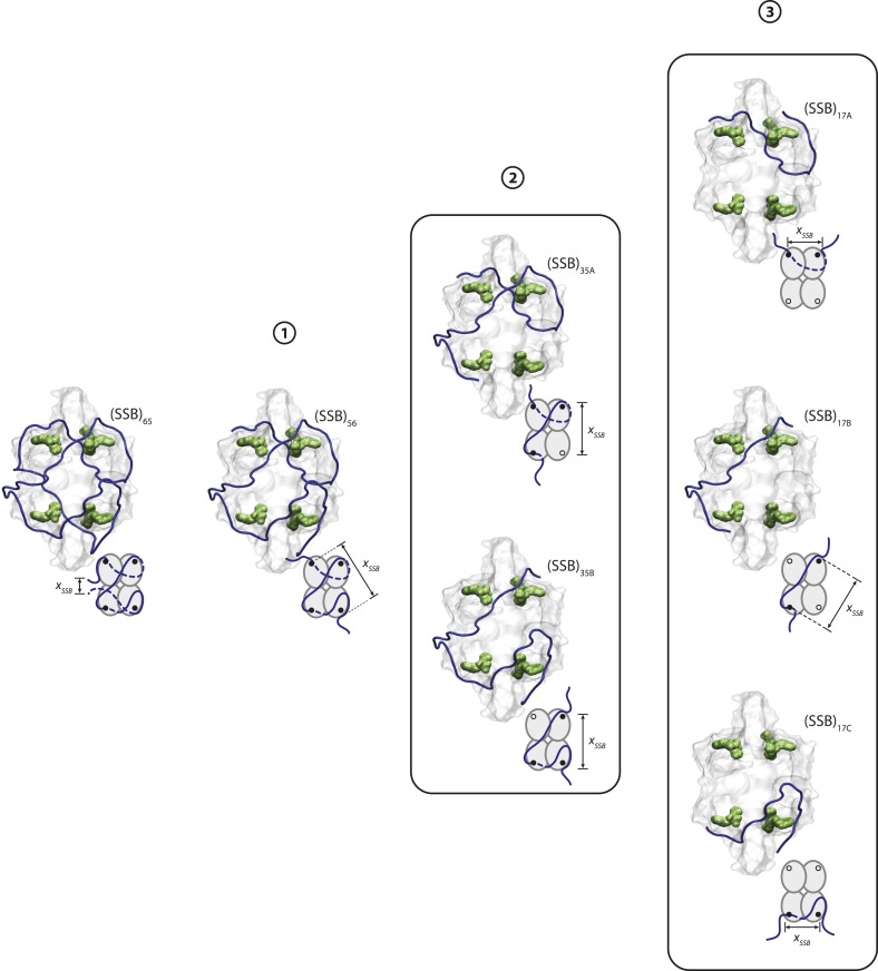 Figure 3—figure supplement 2.