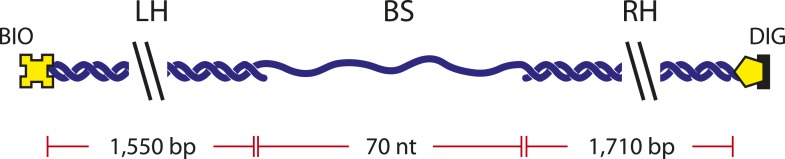 Figure 1—figure supplement 5.