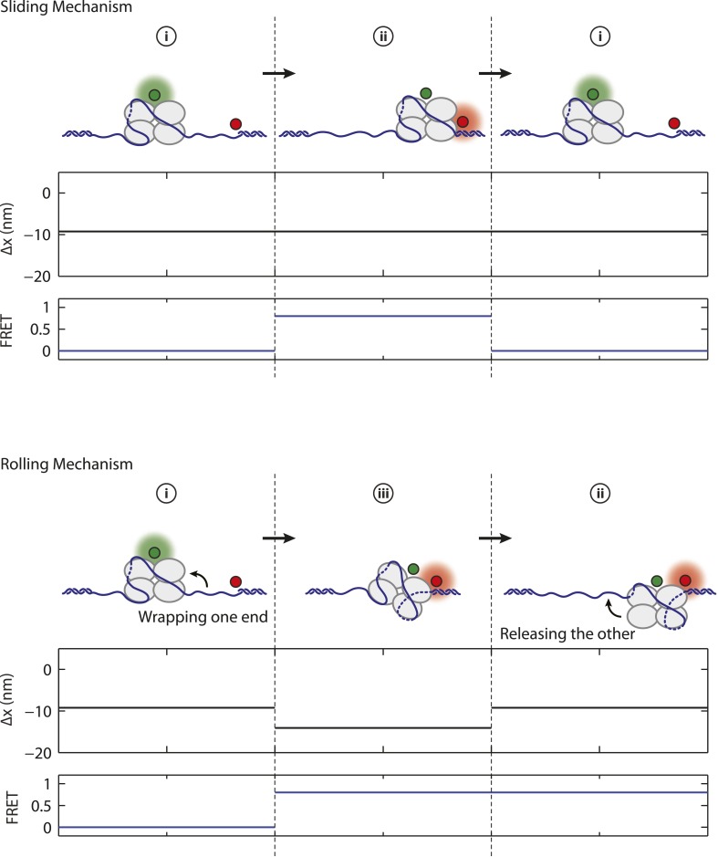 Figure 4—figure supplement 1.