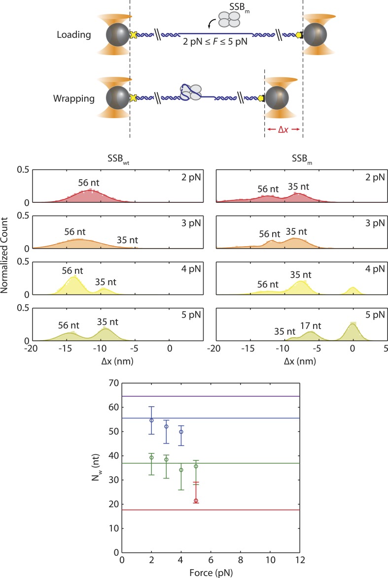 Figure 3—figure supplement 3.