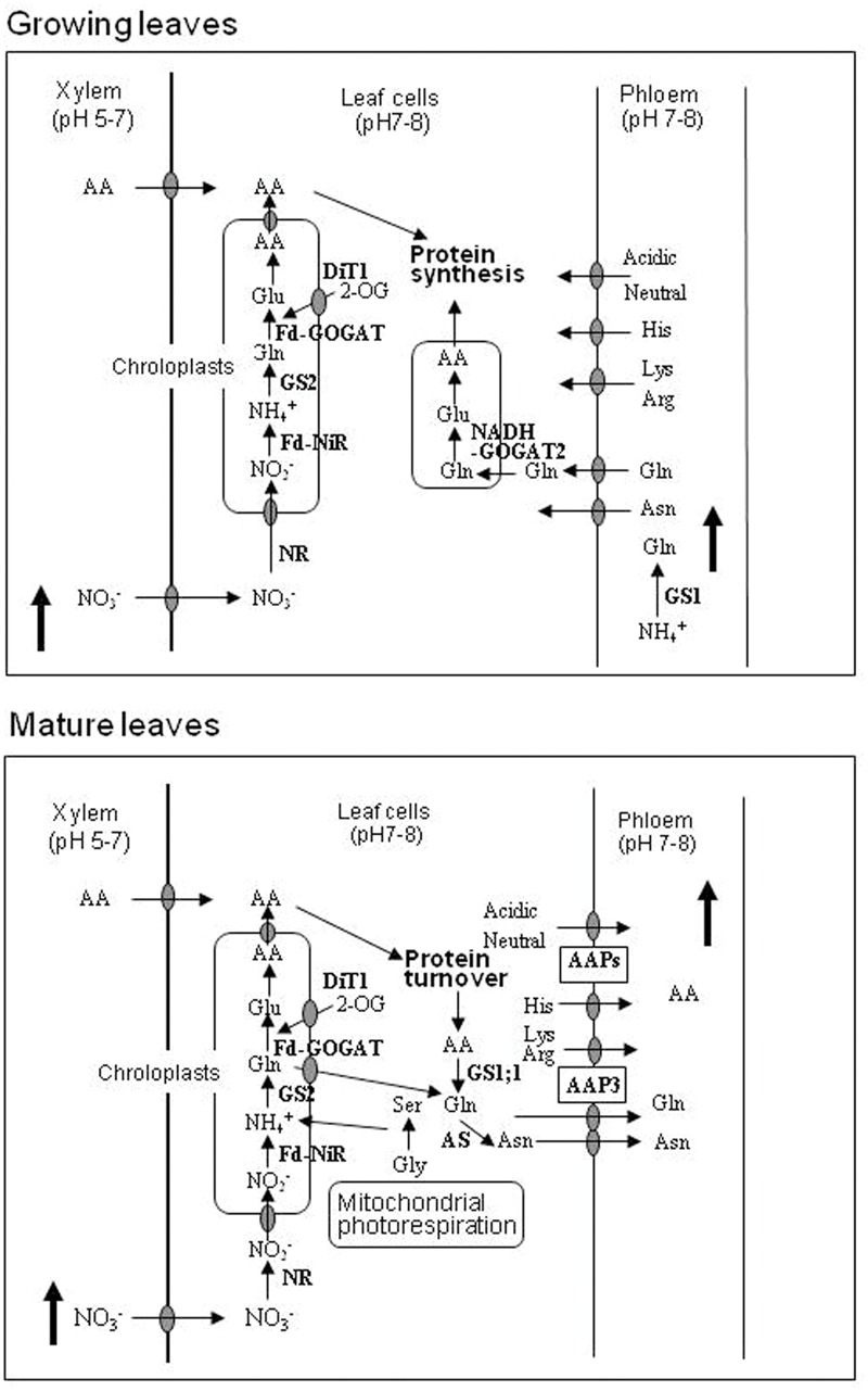 FIGURE 3