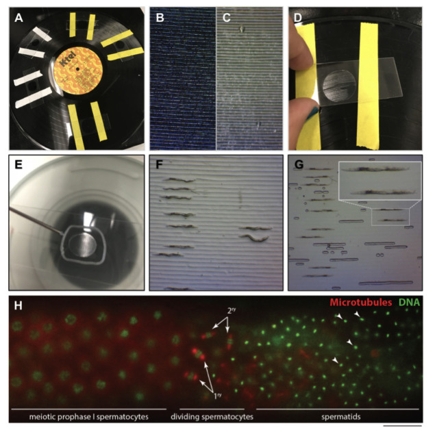 Figure 1. Overview of the process to make agar pads for live imaging of C. elegans using a vinyl record surface mold.