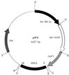 FIG. 1