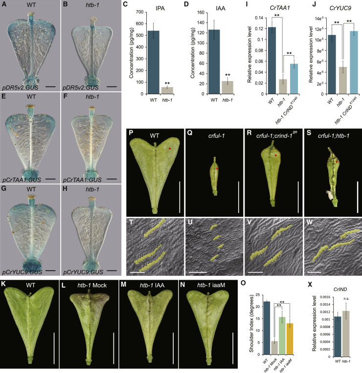 Figure 3