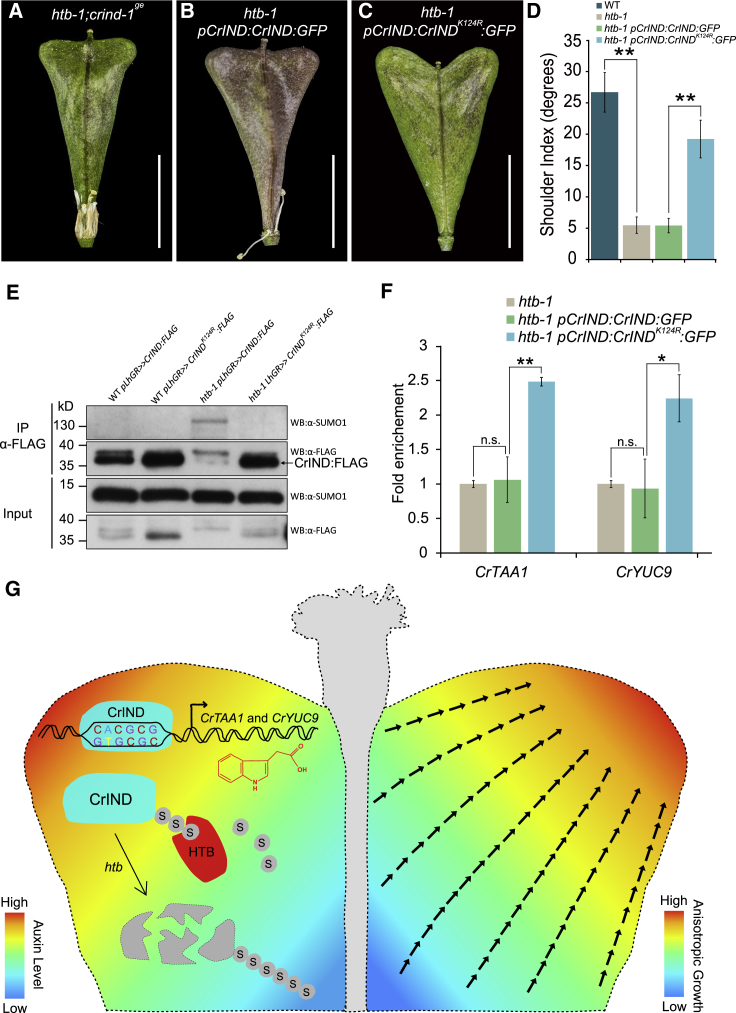 Figure 4