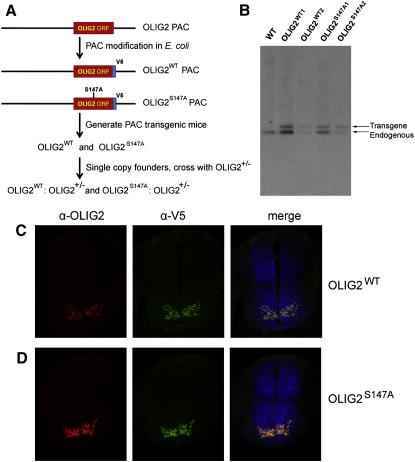 Figure 3