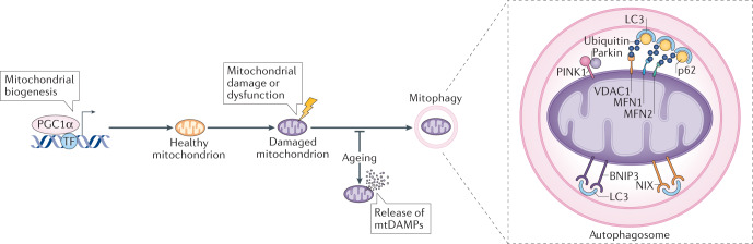 Box 1 Mitophagy