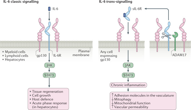 Box 2 IL-6 signalling