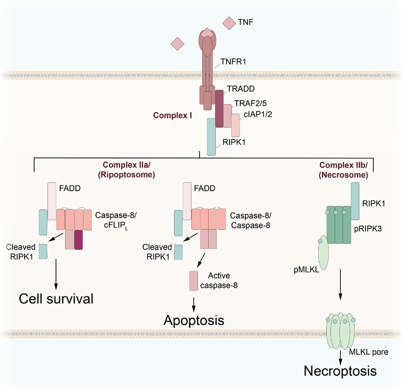 Figure 2: