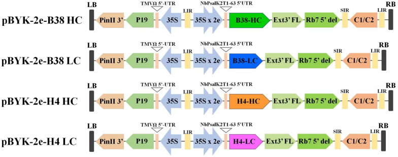 FIGURE 1