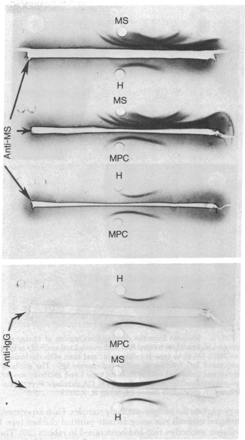 graphic file with name pnas00008-0141-a.jpg