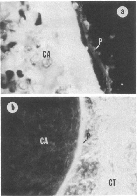 graphic file with name pnas00008-0142-a.jpg