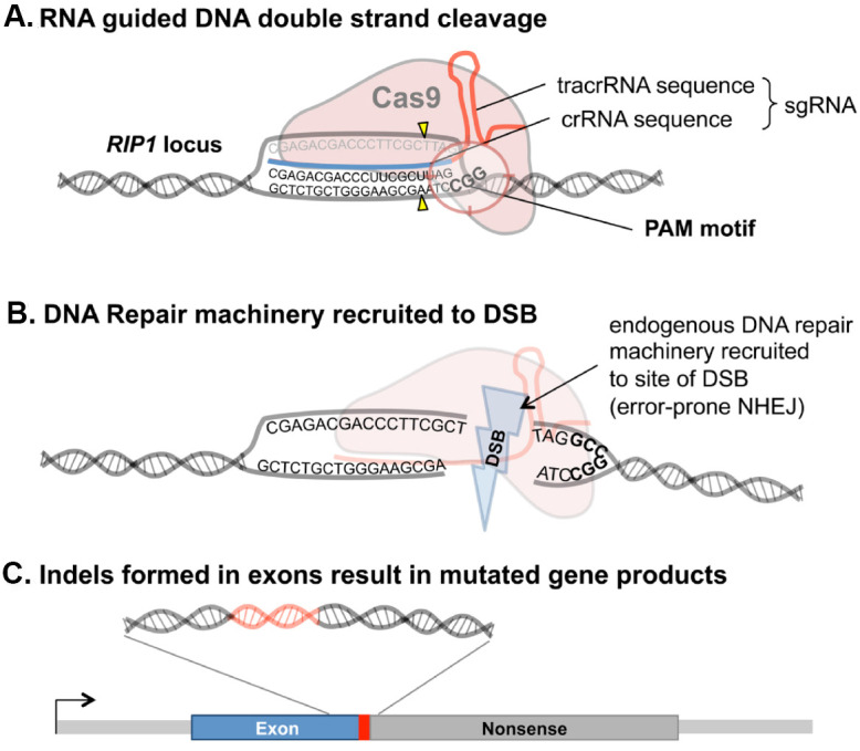 Efficient Generation Of Multi-gene Knockout Cell Lines And Patient 