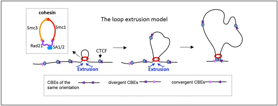 Figure 1 ∣