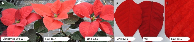 Fig. 5