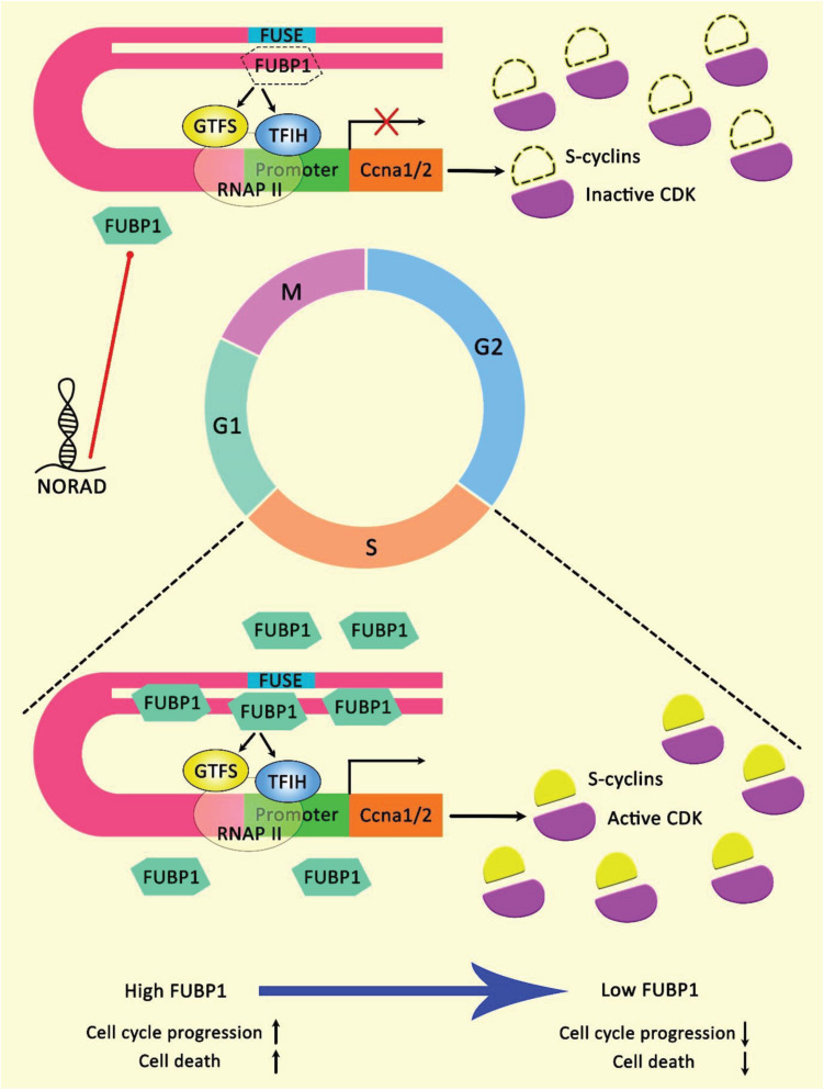 FIGURE 4