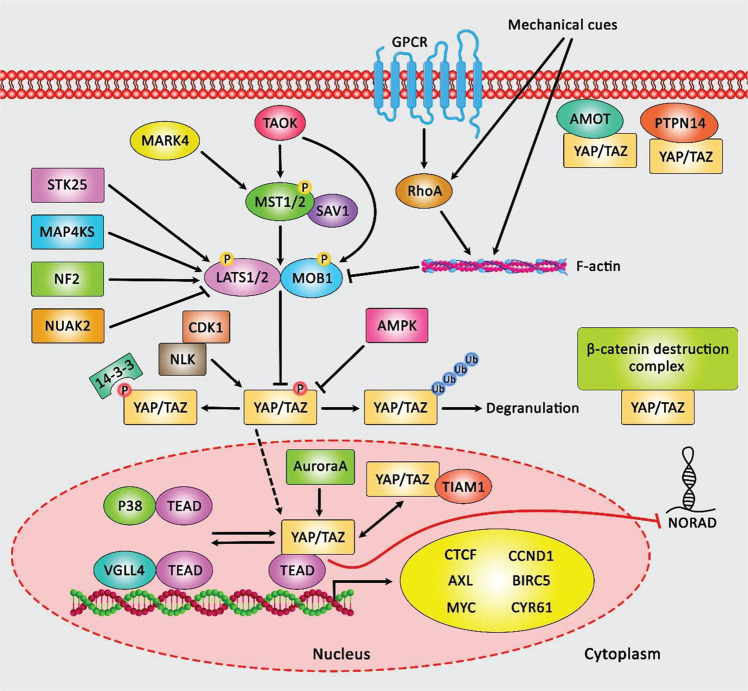 FIGURE 1