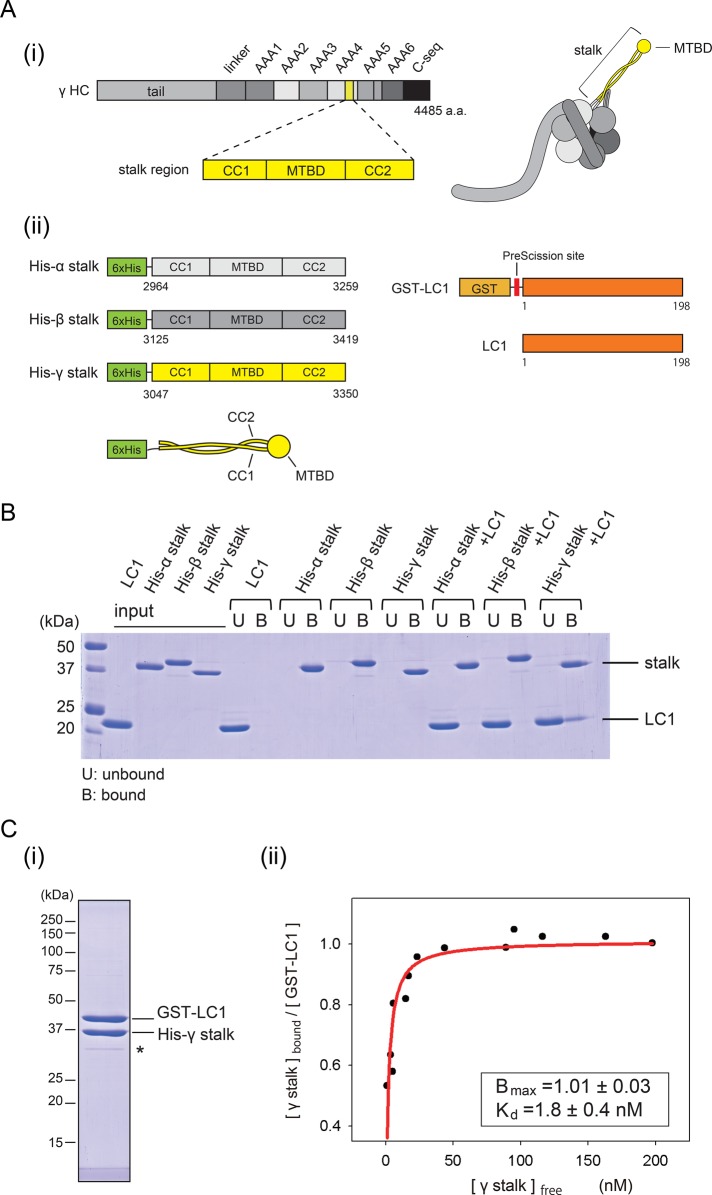 FIGURE 4: