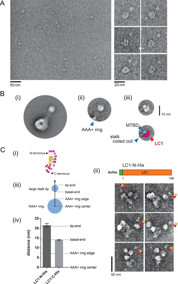 FIGURE 3: