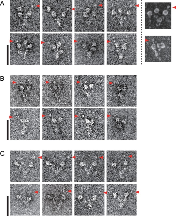 FIGURE 2: