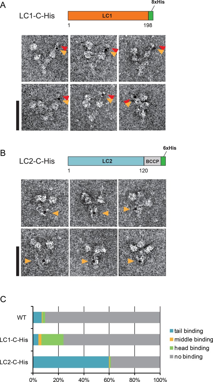 FIGURE 1: