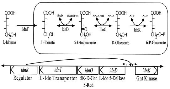 FIG. 1