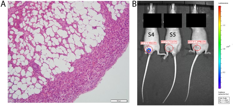 Fig 5