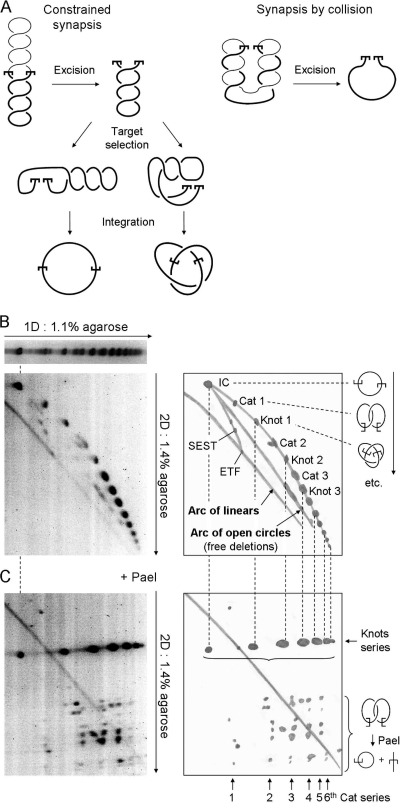 FIG. 4.