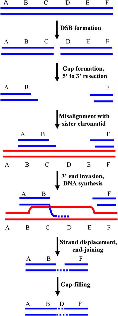 Figure 4.—