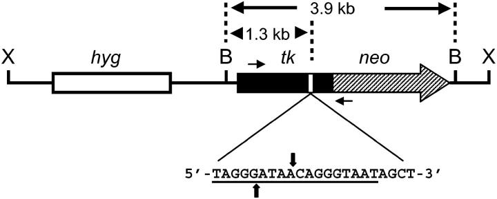 Figure 1.—