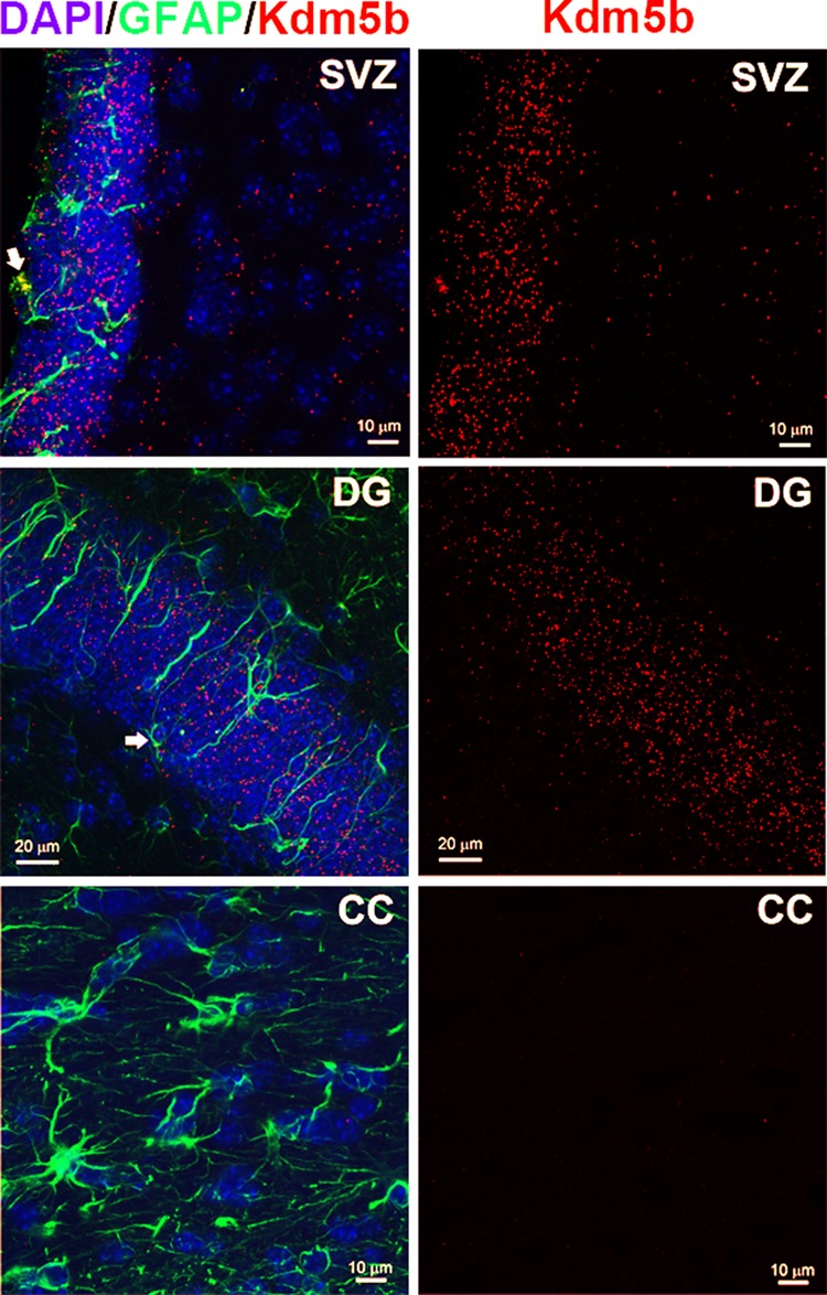 FIGURE 1: