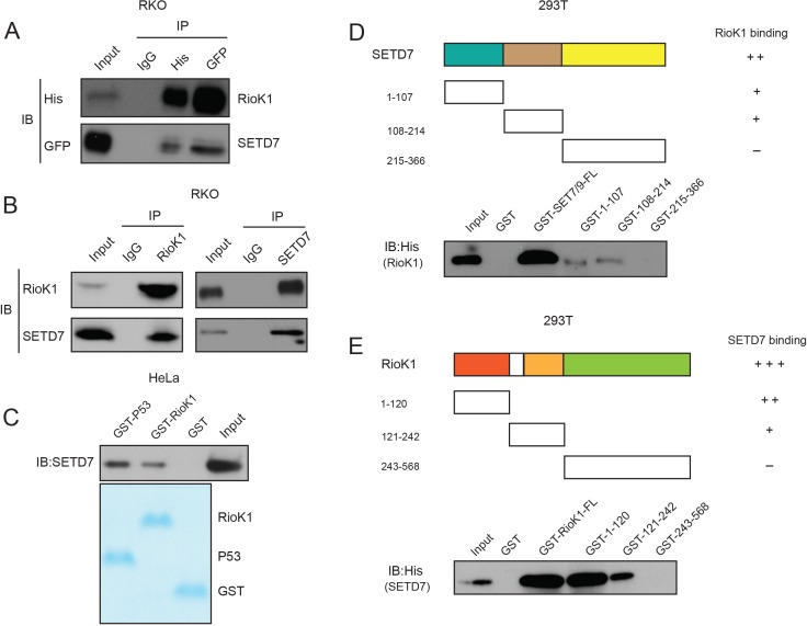 Figure 3—figure supplement 1.