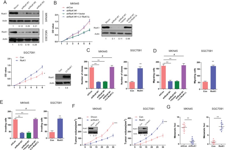 Figure 2—figure supplement 1.