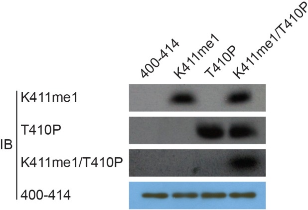 Figure 3—figure supplement 2.