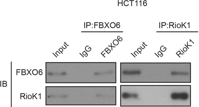 Figure 6—figure supplement 1.