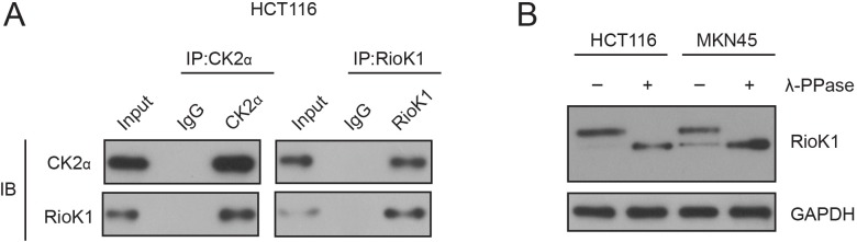 Figure 7—figure supplement 1.