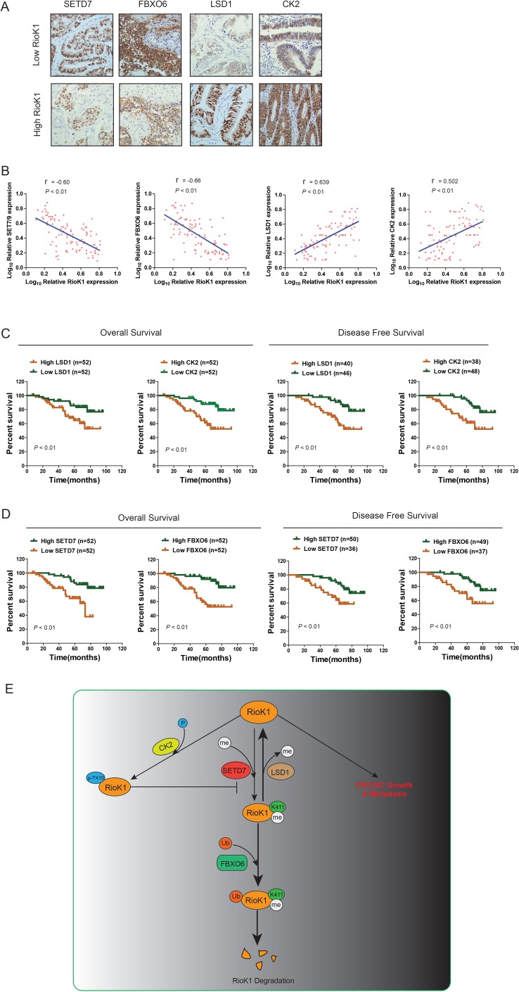 Figure 9—figure supplement 2.