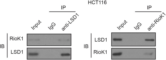 Figure 5—figure supplement 1.