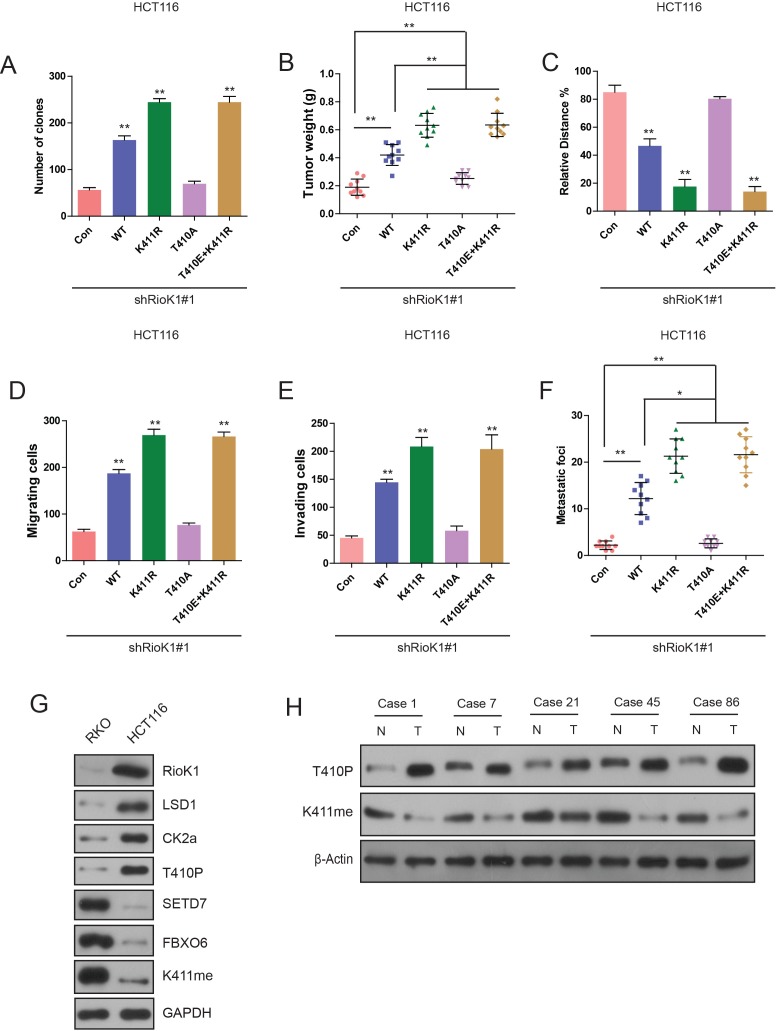 Figure 9—figure supplement 1.