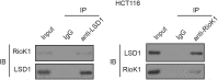 Figure 5—figure supplement 1.