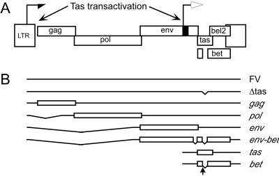 Fig 1.