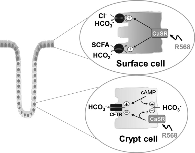 Fig. 8.