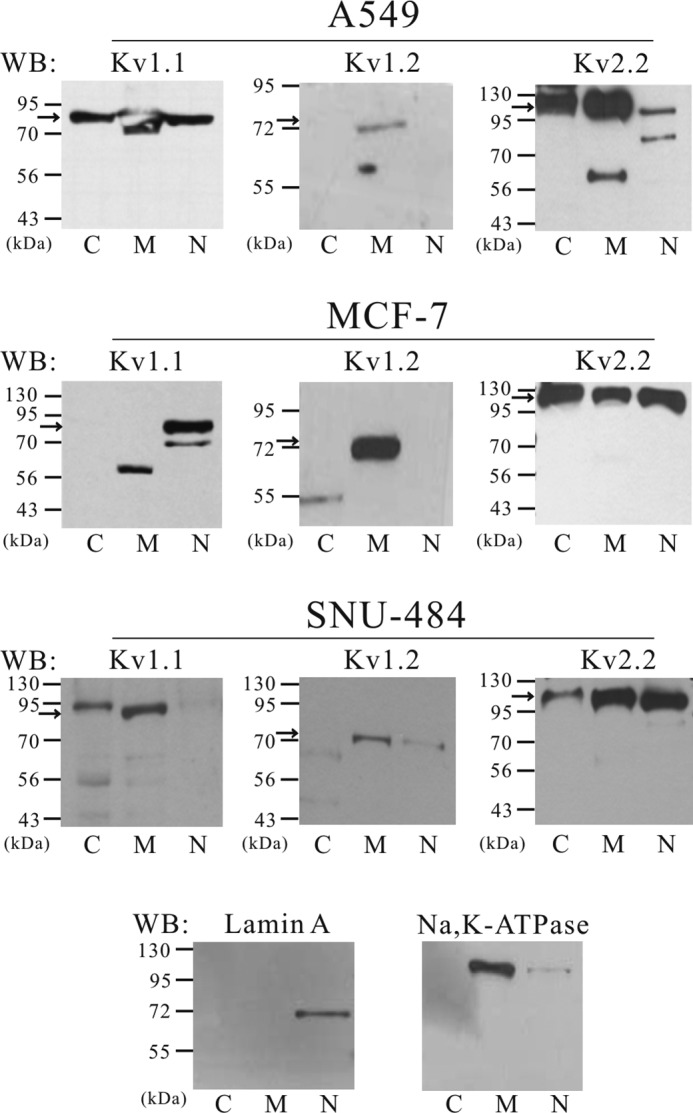 FIGURE 7.