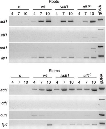 Figure 5