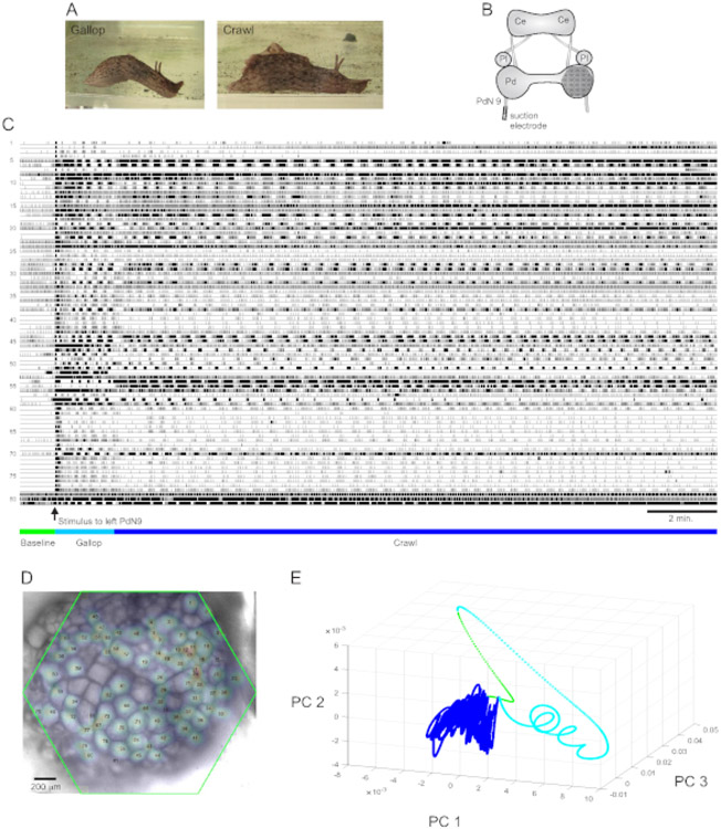 Figure 4: