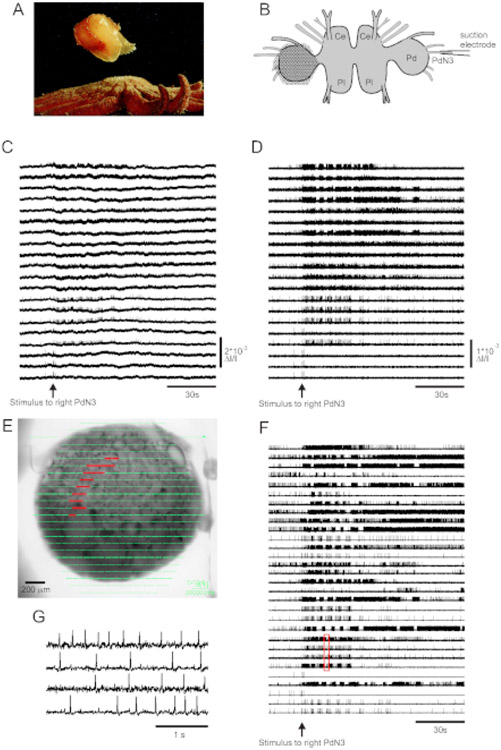 Figure 3: