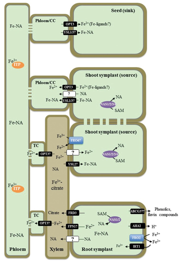 FIGURE 1