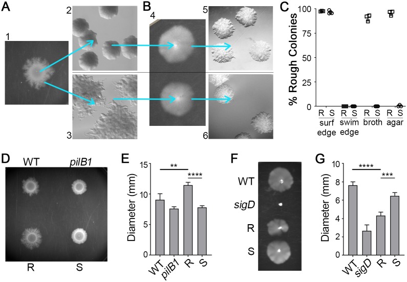 Fig 2