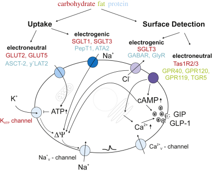 Fig. 2