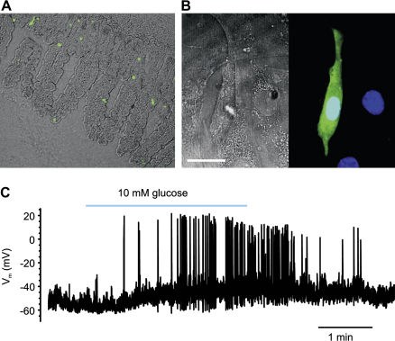 Fig. 1